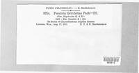 Puccinia grindeliae image